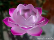 SVIJEĆNJAK - LOTOSOV CVIJET 